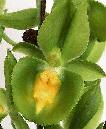 Catasetum Pileabrosum Green Green Bat 2 All Orchids: Catasetum Pileabrosum Green ‘Green Bat’